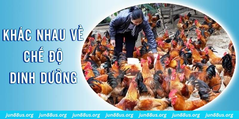 88vin xổ số thứ sáu hàng tuần